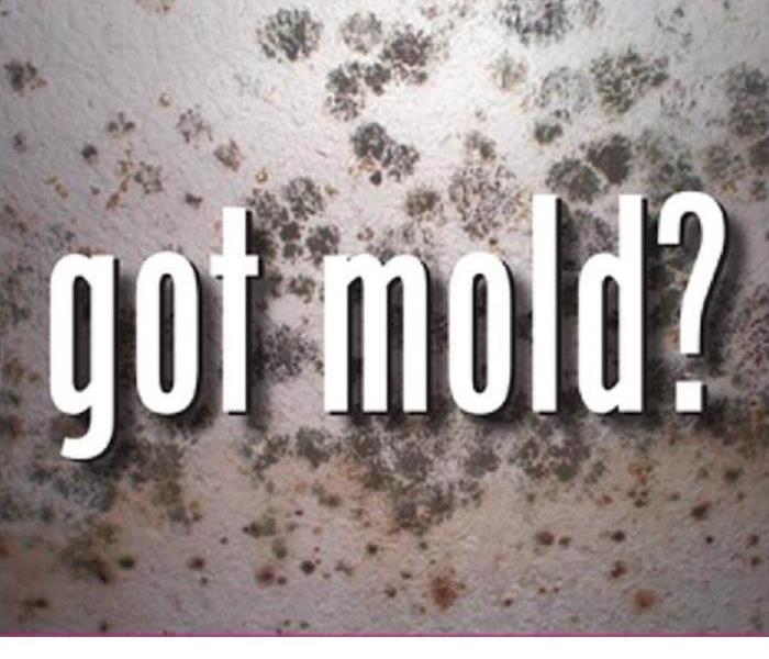 Got Mold?